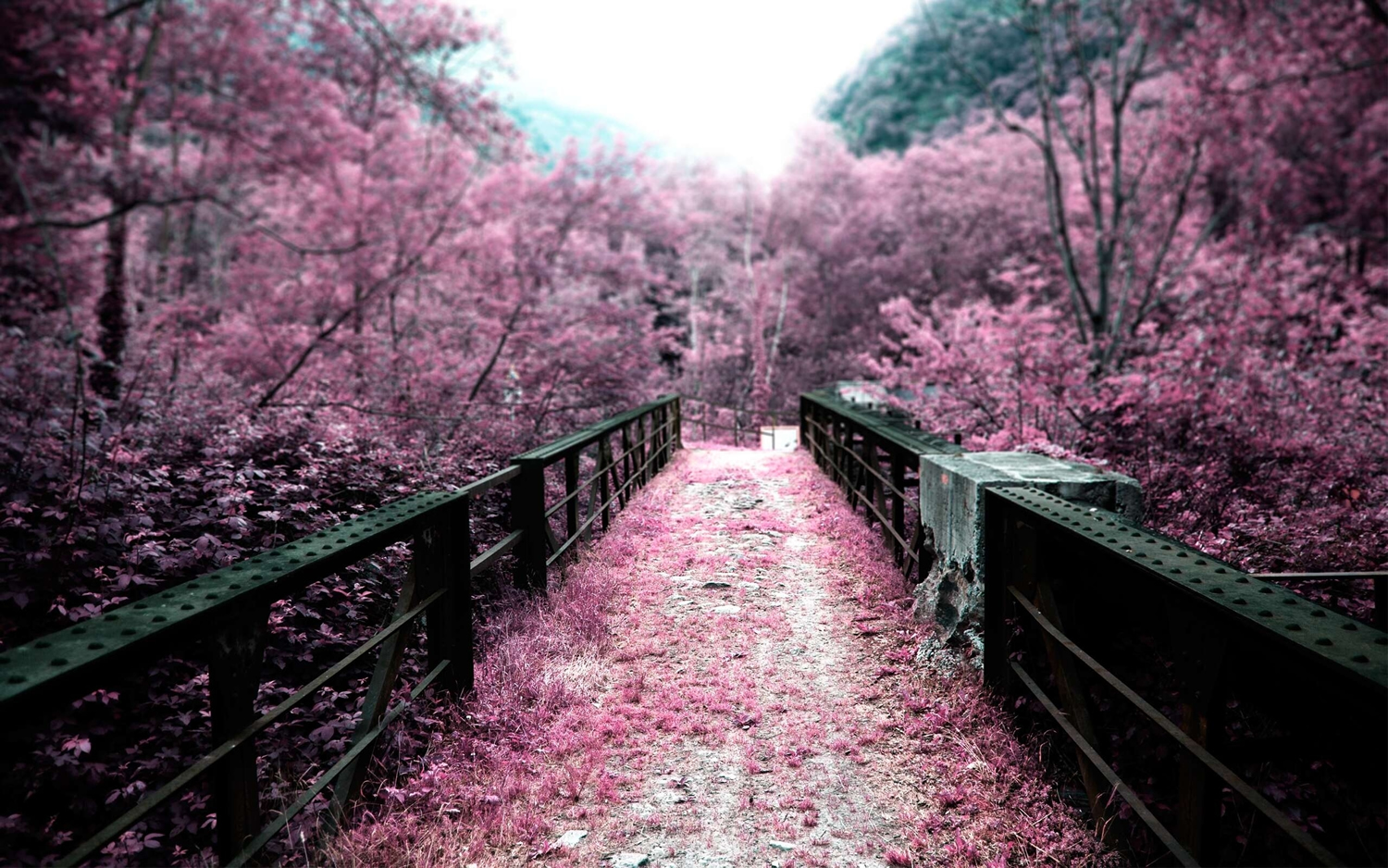 Imagem de Destaque Post - Há quem diz que a Primavera é o exemplo de postagem do blog mais bonito